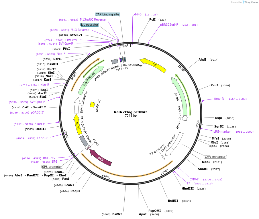 20012-plasmid-map-sequence-id-181539