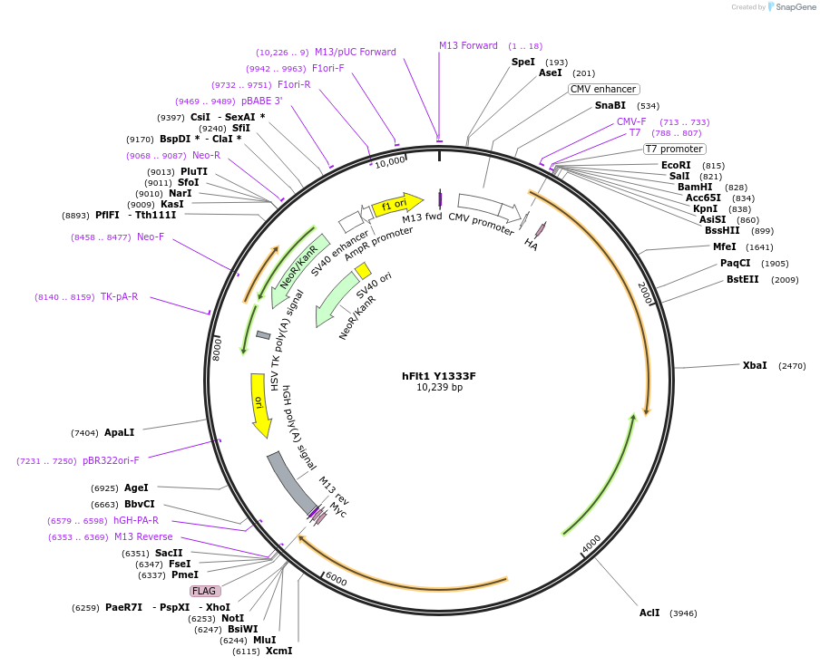 86037-plasmid-map-sequence-id-181542