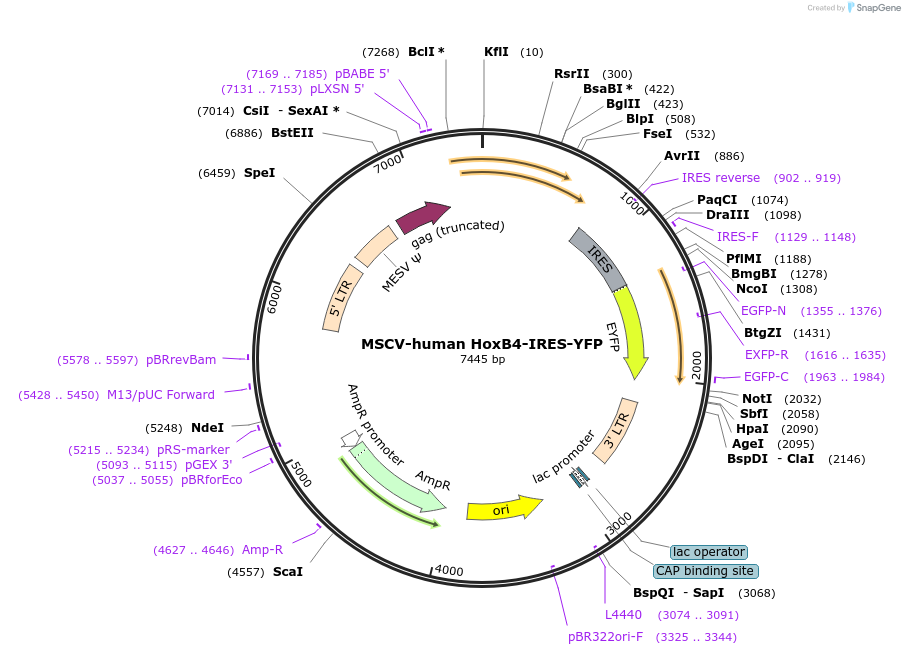 91889-plasmid-map-sequence-id-181552