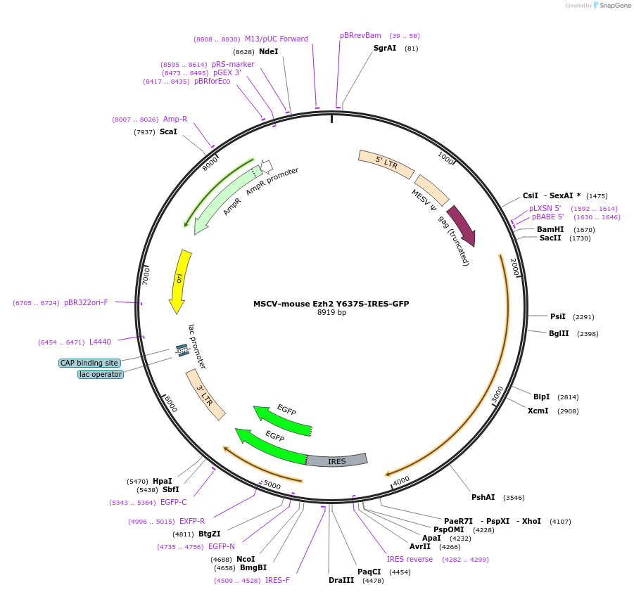 91887-plasmid-map-sequence-id-181559