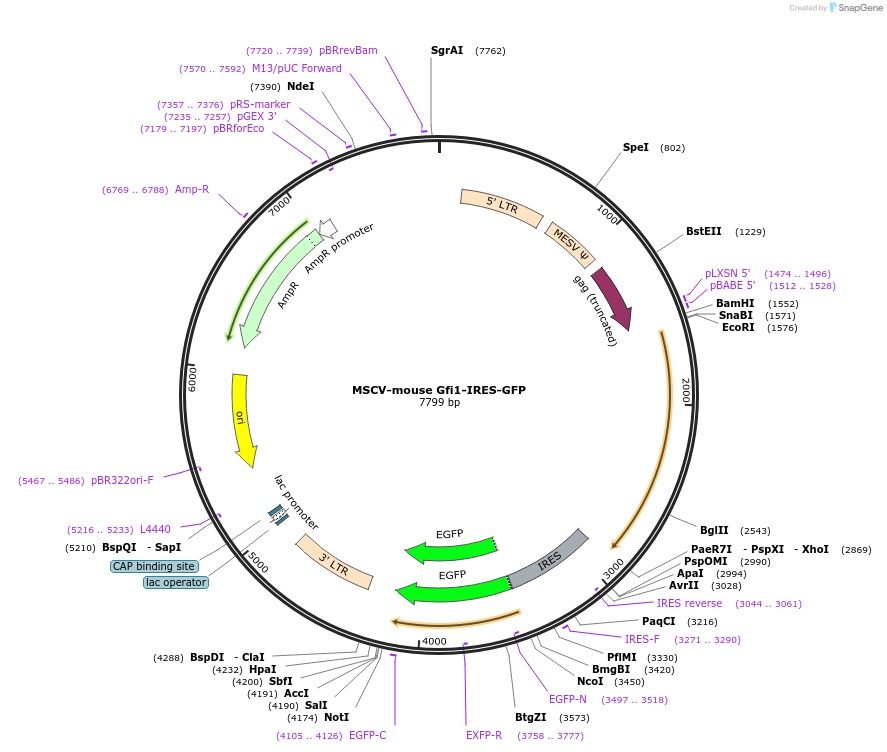 91891-plasmid-map-sequence-id-181580