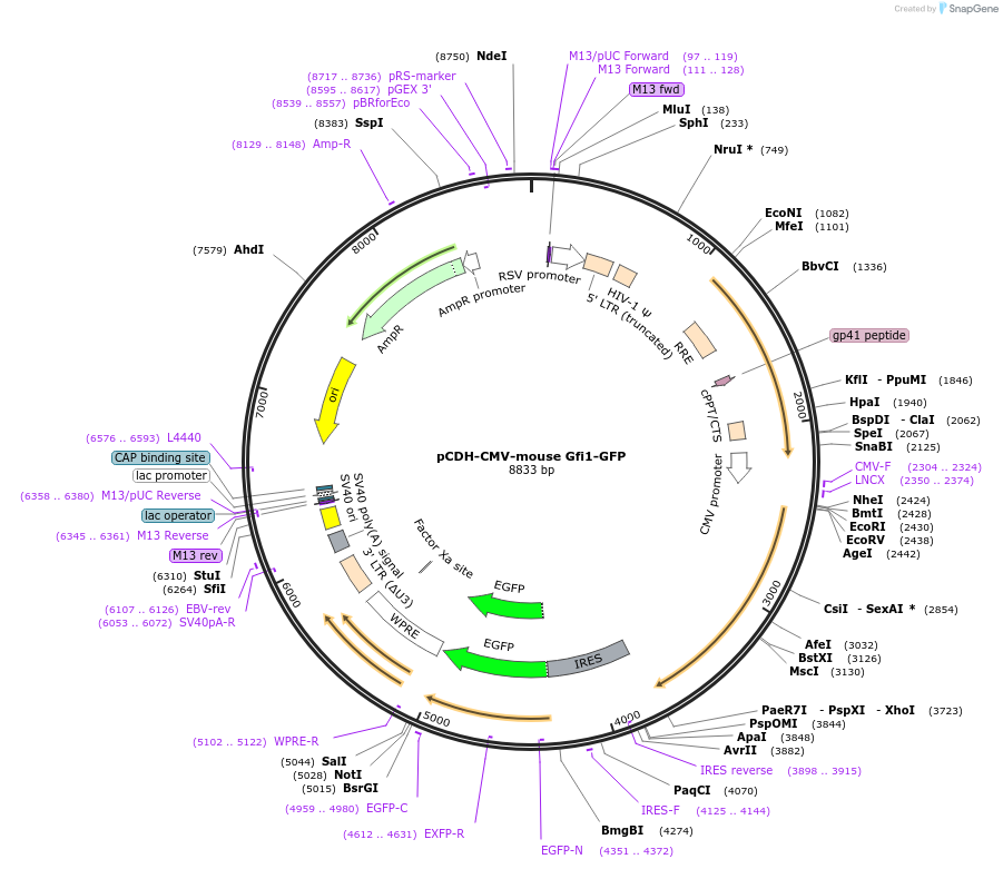 91892-plasmid-map-sequence-id-181583