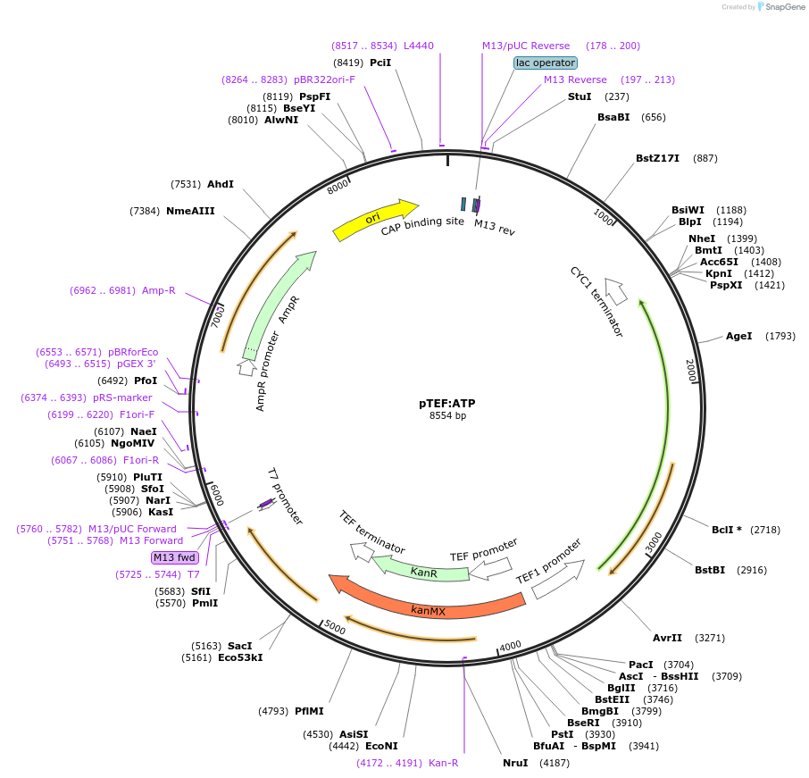 92179-plasmid-map-sequence-id-181610