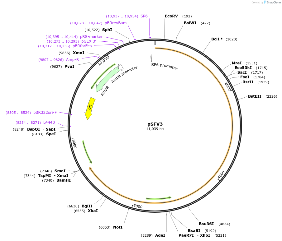 92072-plasmid-map-sequence-id-181621