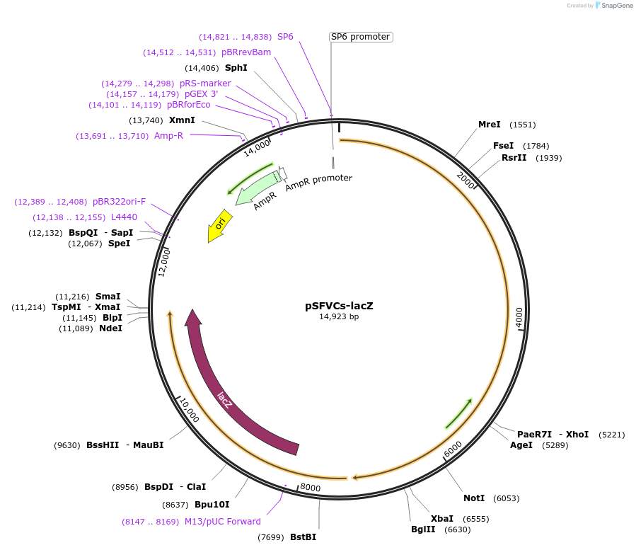 92076-plasmid-map-sequence-id-181625