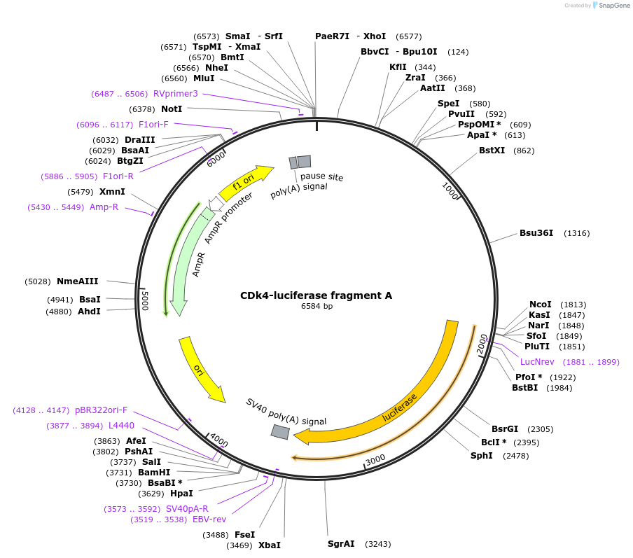 86658-plasmid-map-sequence-id-181629