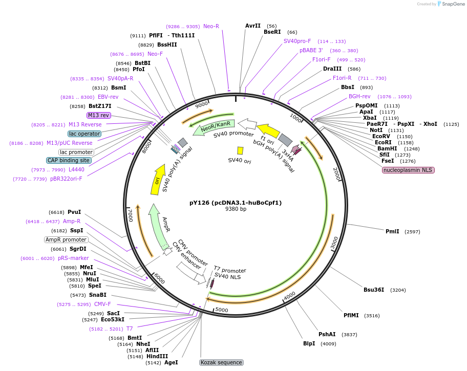 92302-plasmid-map-sequence-id-181630