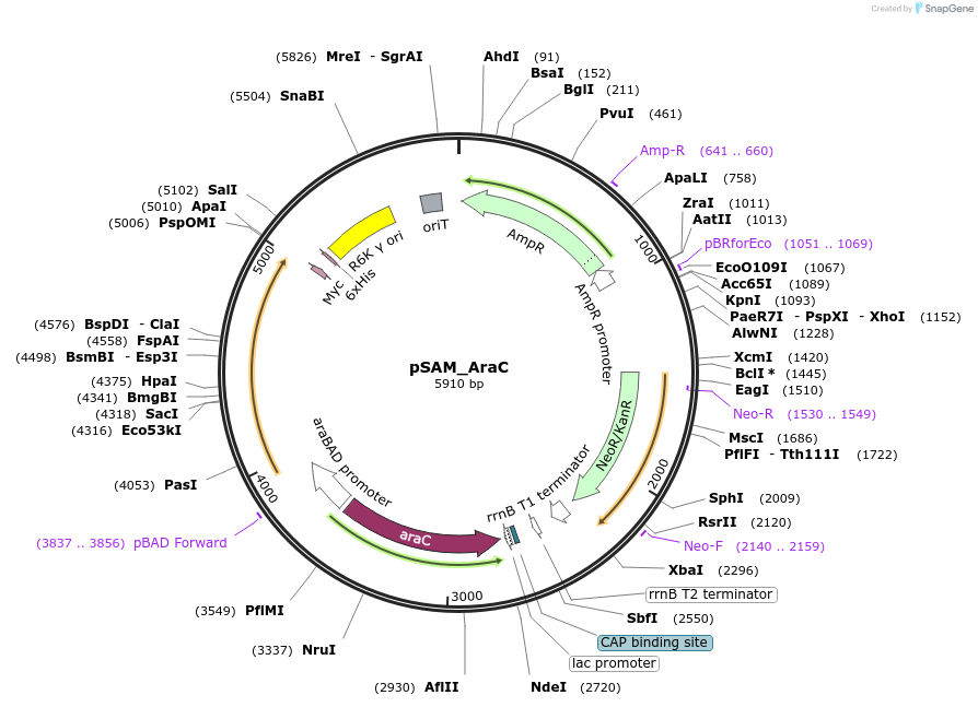 91569-plasmid-map-sequence-id-181631