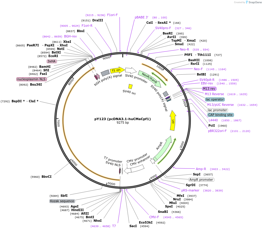 92299-plasmid-map-sequence-id-181633