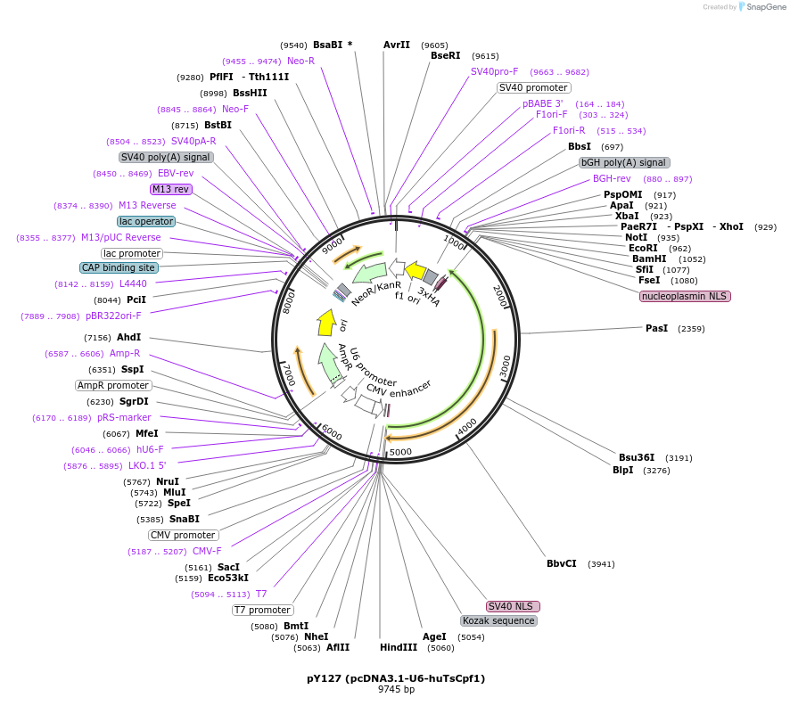92303-plasmid-map-sequence-id-181636