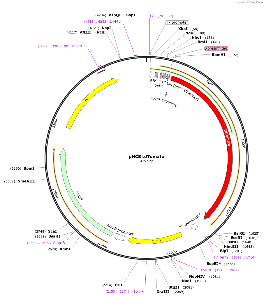 91767-plasmid-map-sequence-id-181638