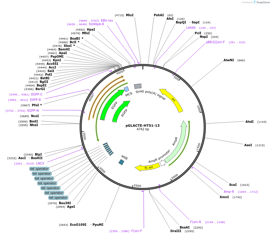 99256-plasmid-map-sequence-id-181640