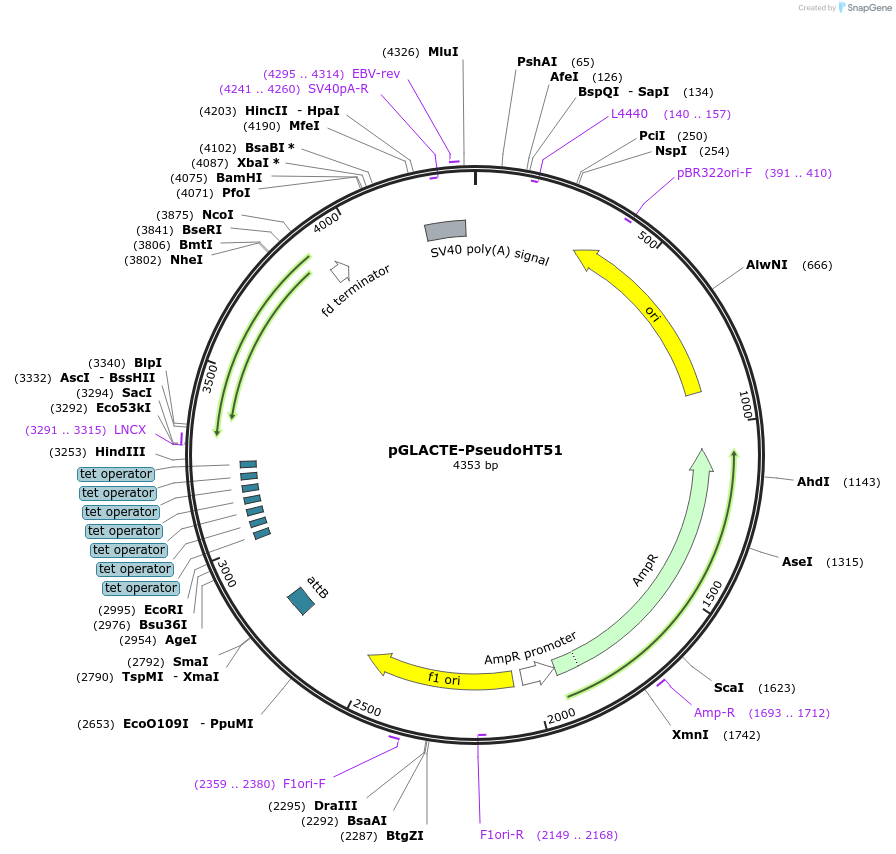 99257-plasmid-map-sequence-id-181641