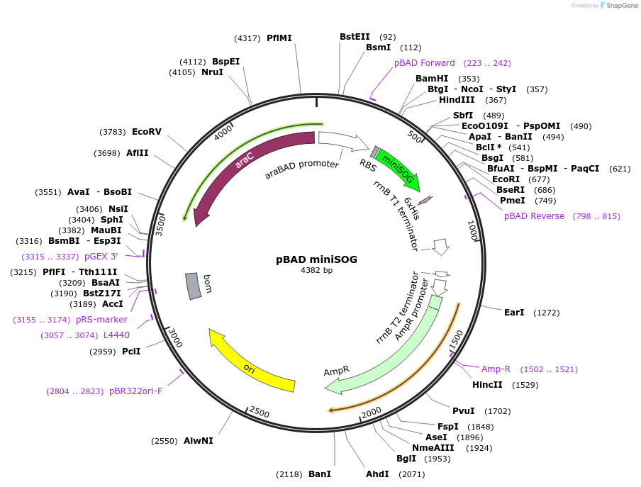 91774-plasmid-map-sequence-id-181644
