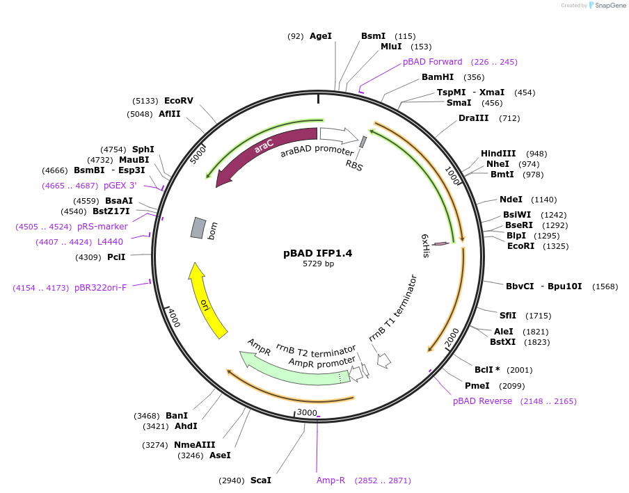 91775-plasmid-map-sequence-id-181646