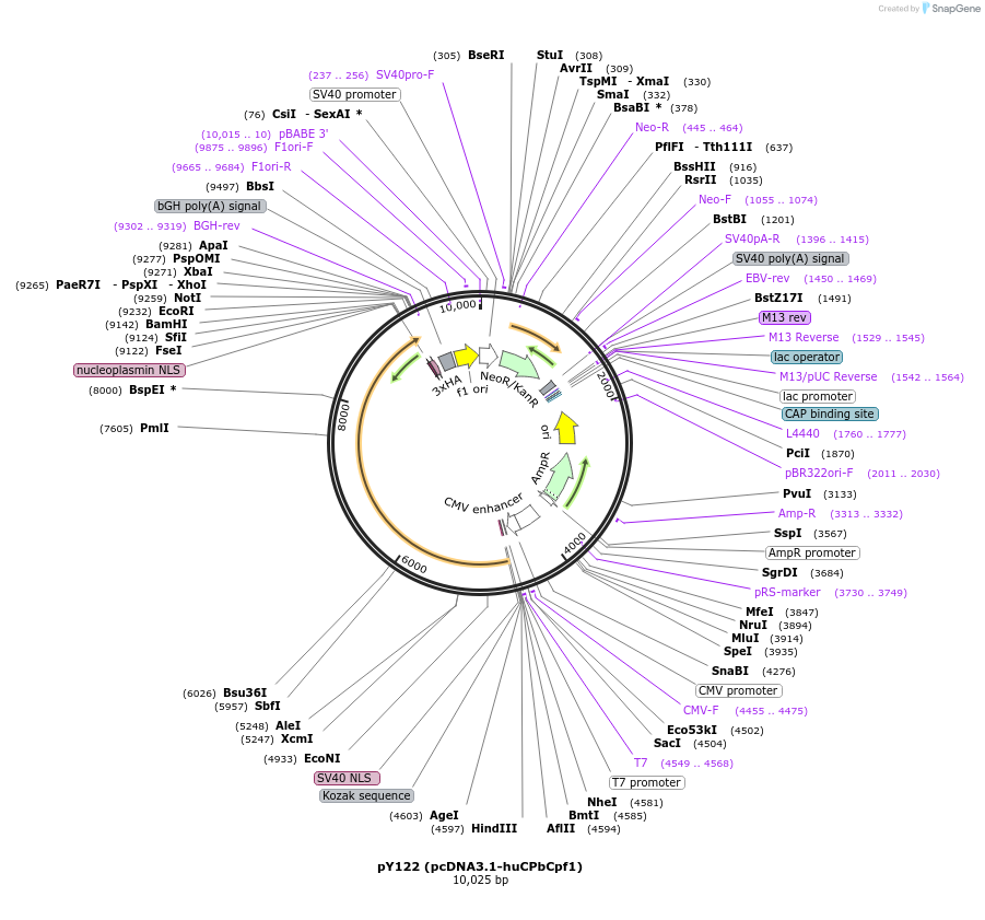 92298-plasmid-map-sequence-id-181648