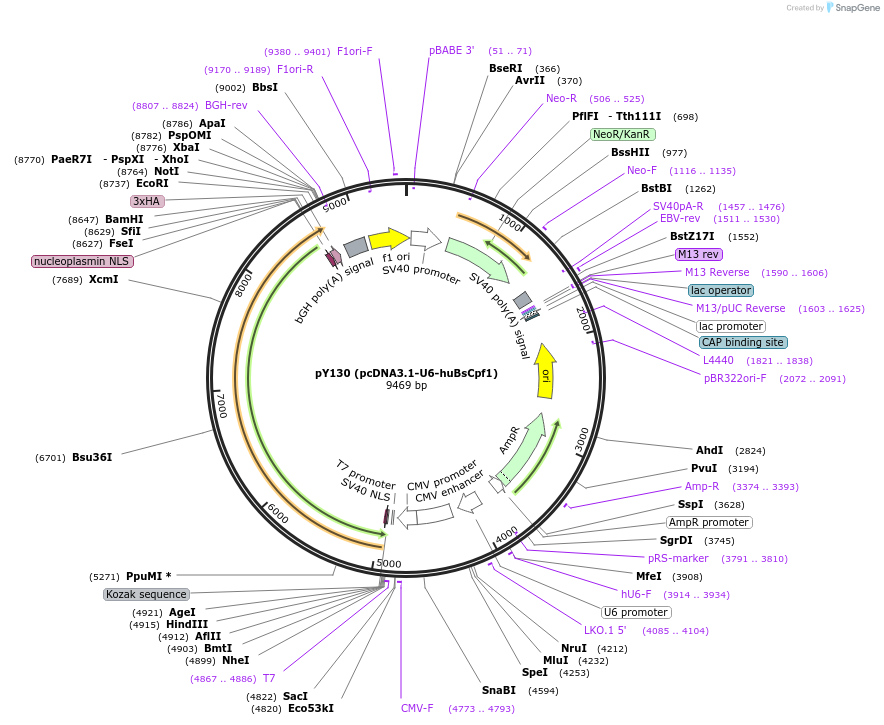 92306-plasmid-map-sequence-id-181649