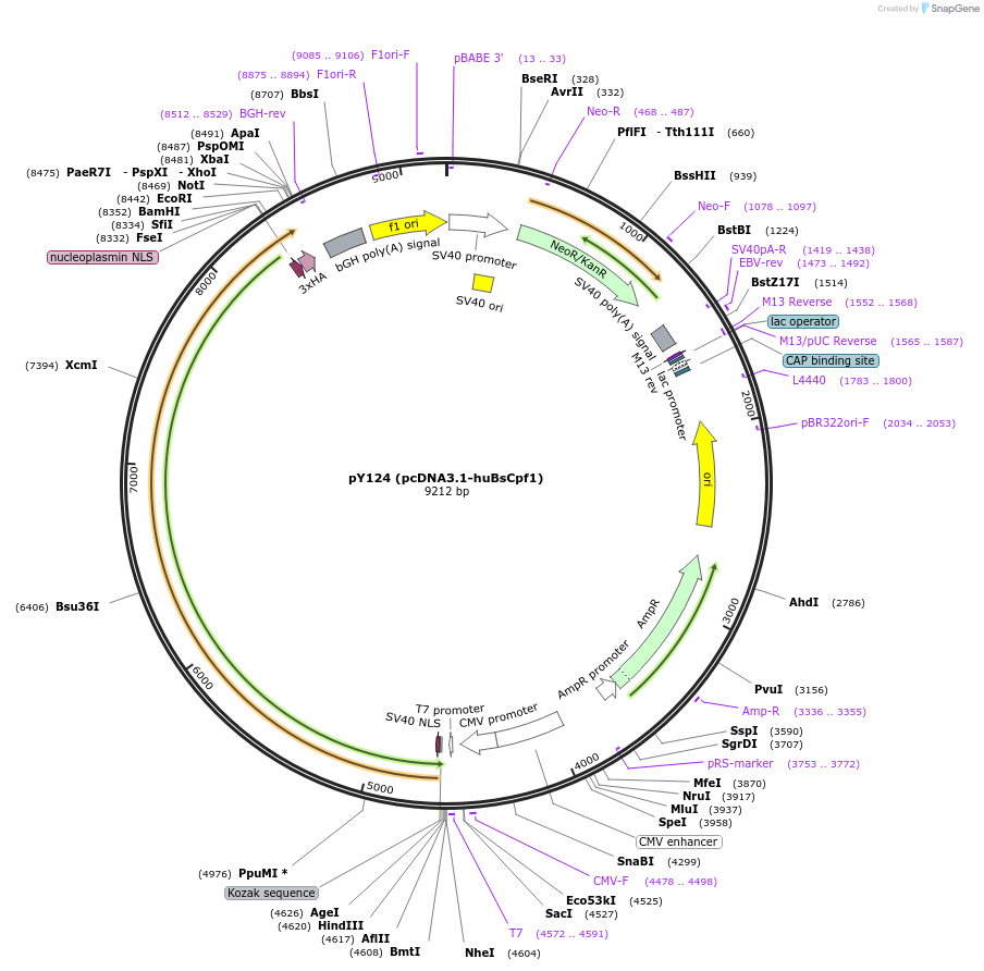 92300-plasmid-map-sequence-id-181651