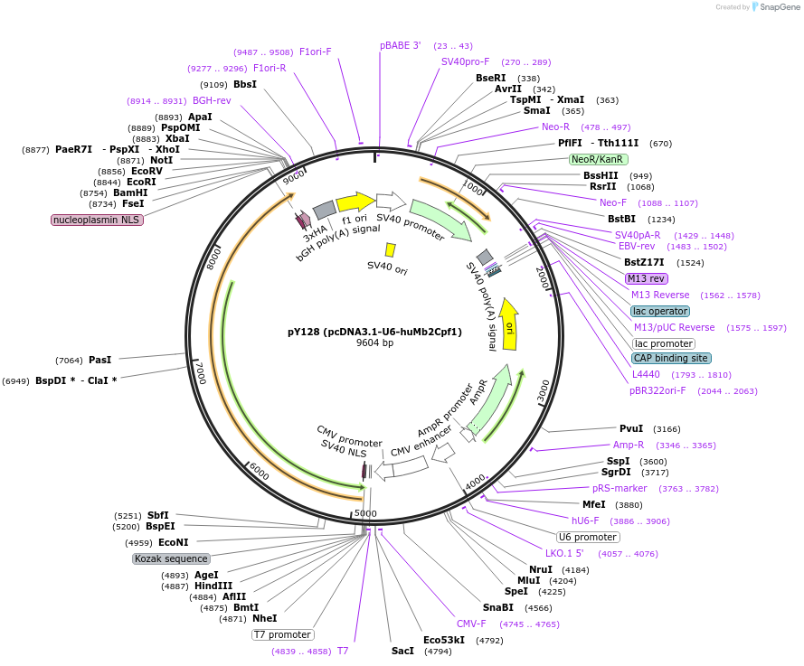 92304-plasmid-map-sequence-id-181652