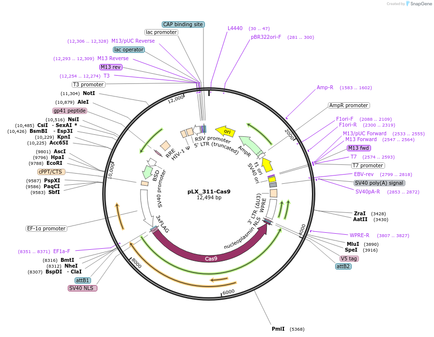 96924-plasmid-map-sequence-id-181653