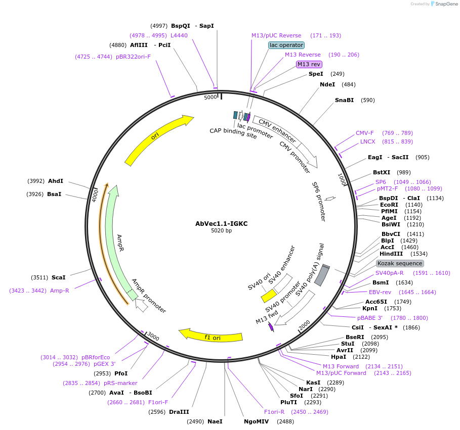 80796-plasmid-map-sequence-id-181657