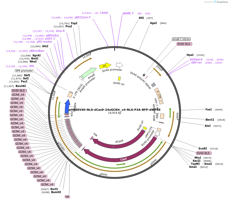 60910-plasmid-map-sequence-id-181676