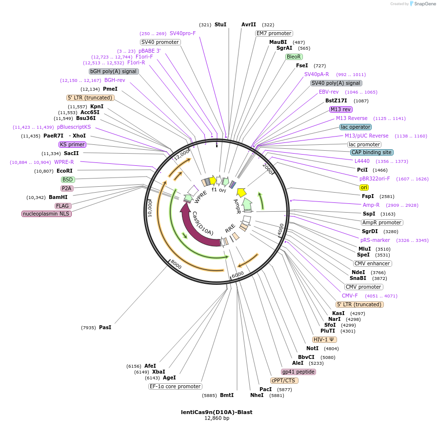 63593-plasmid-map-sequence-id-181681
