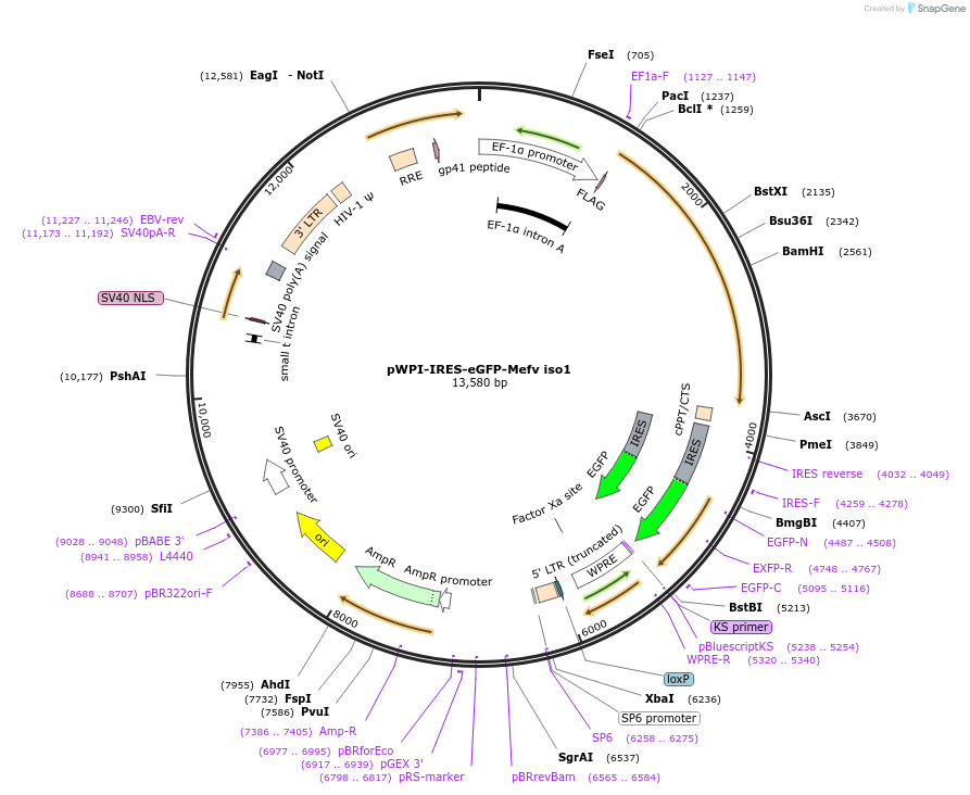 92104-plasmid-map-sequence-id-181682