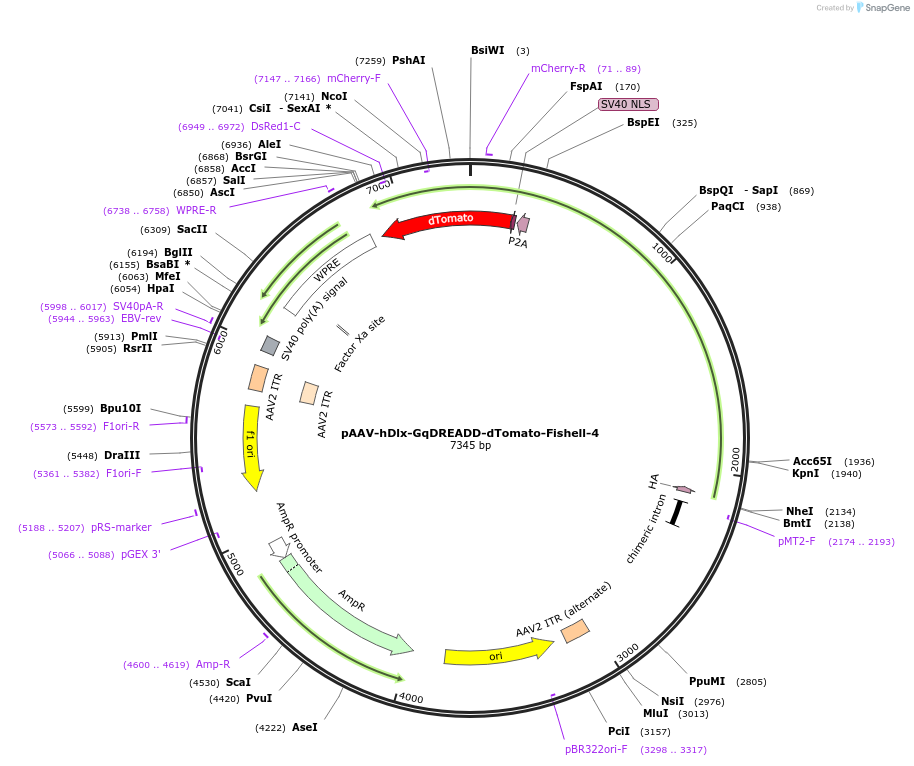 83897-plasmid-map-sequence-id-181684