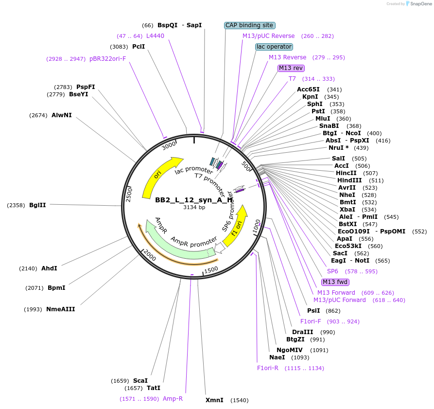 90274-plasmid-map-sequence-id-181685
