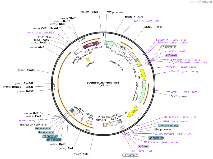 92108-plasmid-map-sequence-id-181686