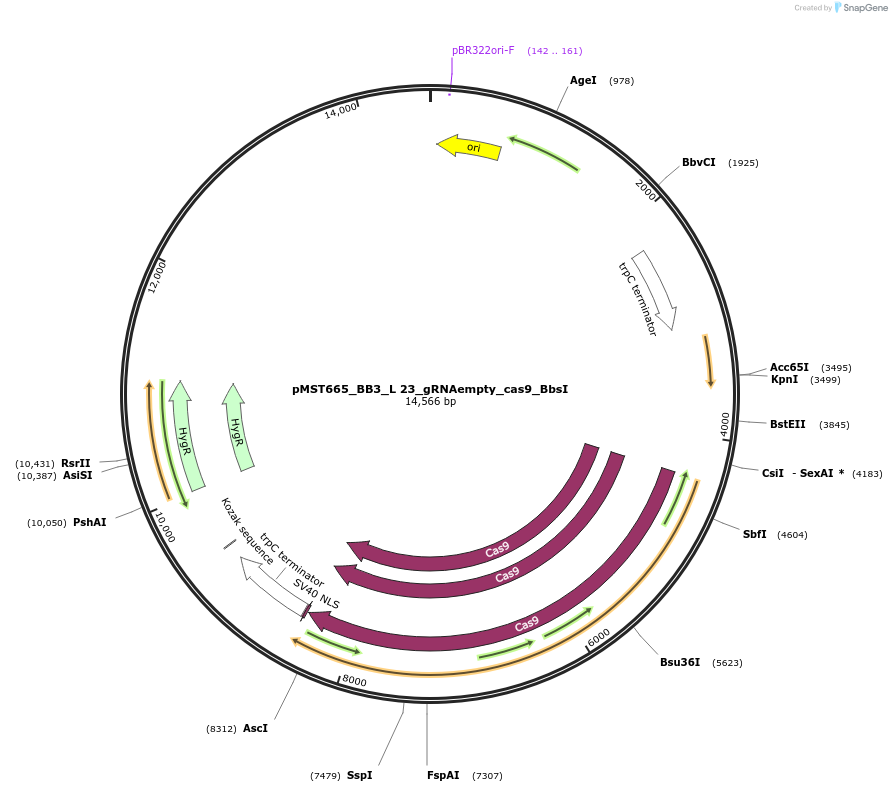 90278-plasmid-map-sequence-id-181691