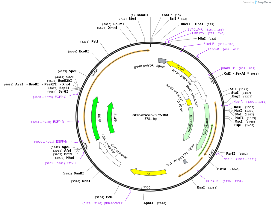89976-plasmid-map-sequence-id-181696