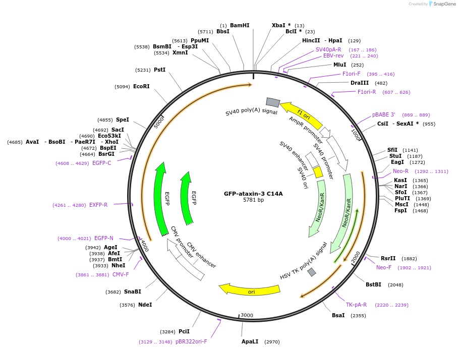 89977-plasmid-map-sequence-id-181698