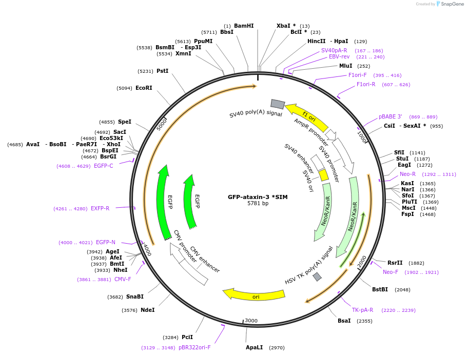 89979-plasmid-map-sequence-id-181700