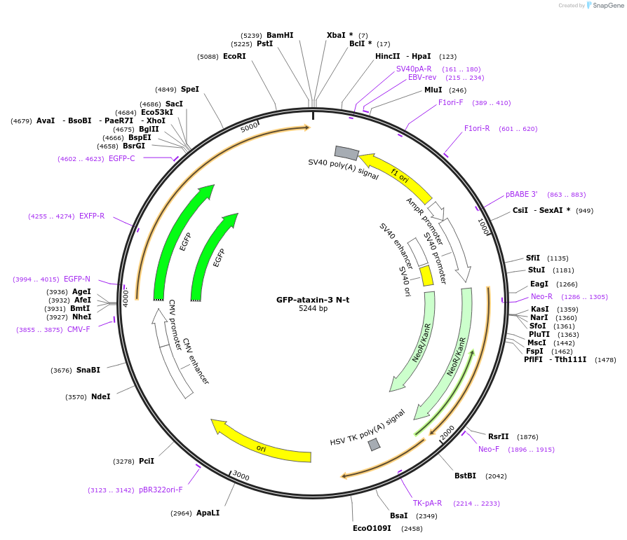 89980-plasmid-map-sequence-id-181701