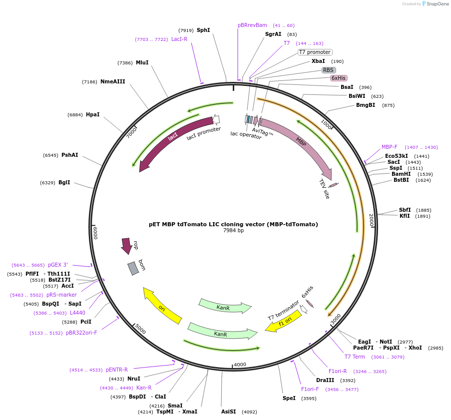 86927-plasmid-map-sequence-id-181702