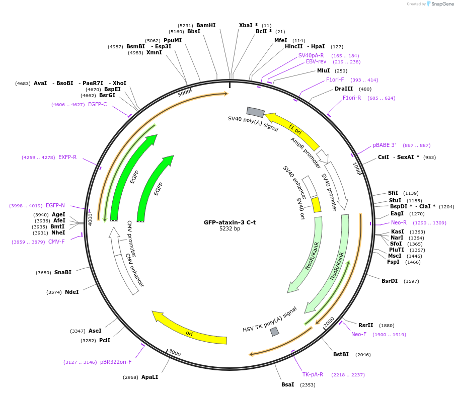 89981-plasmid-map-sequence-id-181703