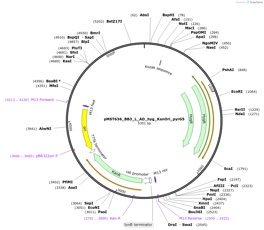 90281-plasmid-map-sequence-id-181705