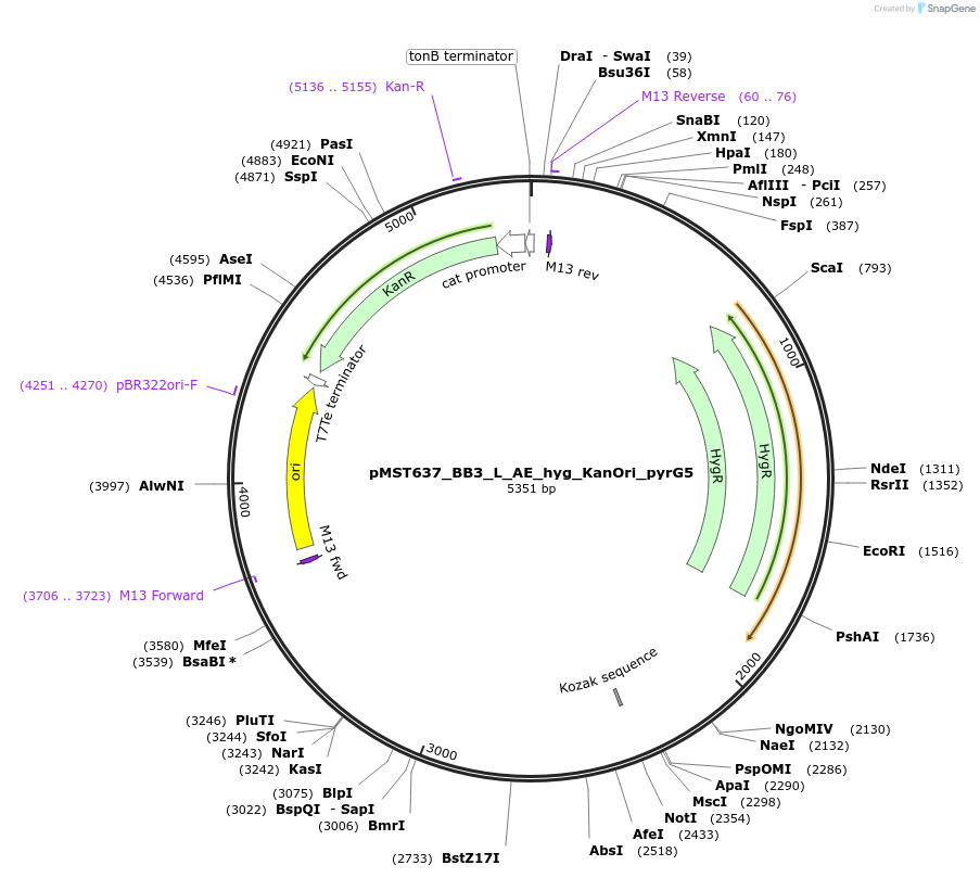 90282-plasmid-map-sequence-id-181709