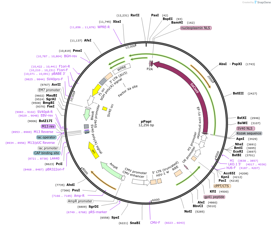 96921-plasmid-map-sequence-id-181715