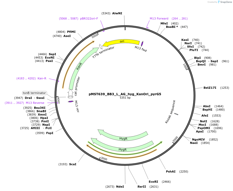 90284-plasmid-map-sequence-id-181718