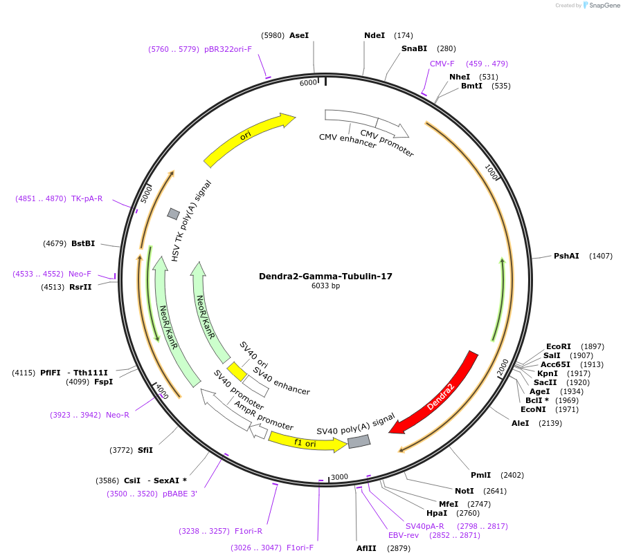 57721-plasmid-map-sequence-id-181719