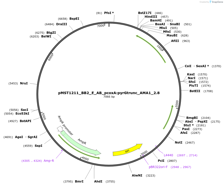 90285-plasmid-map-sequence-id-181722