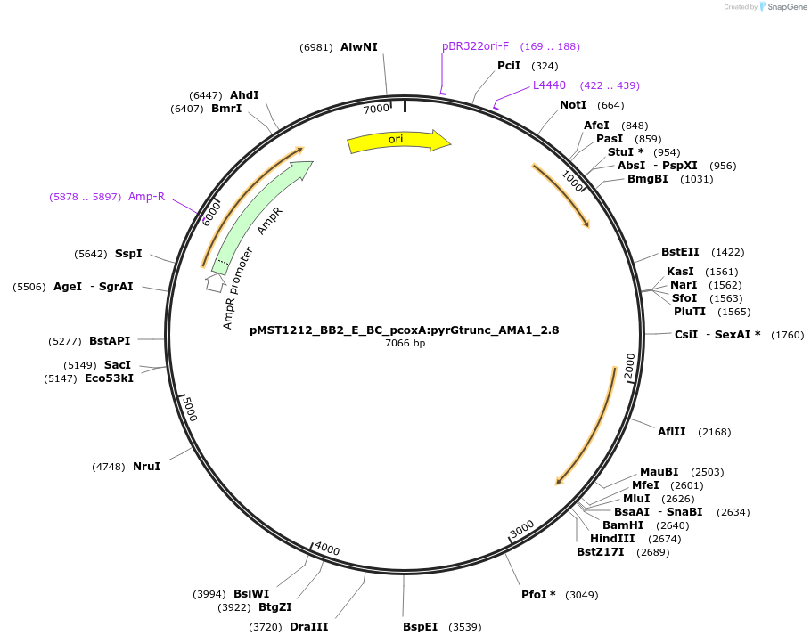 90286-plasmid-map-sequence-id-181724