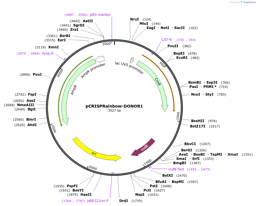 75398-plasmid-map-sequence-id-181726
