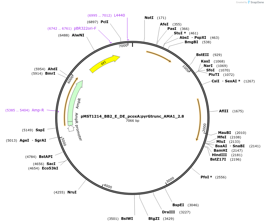 90288-plasmid-map-sequence-id-181730