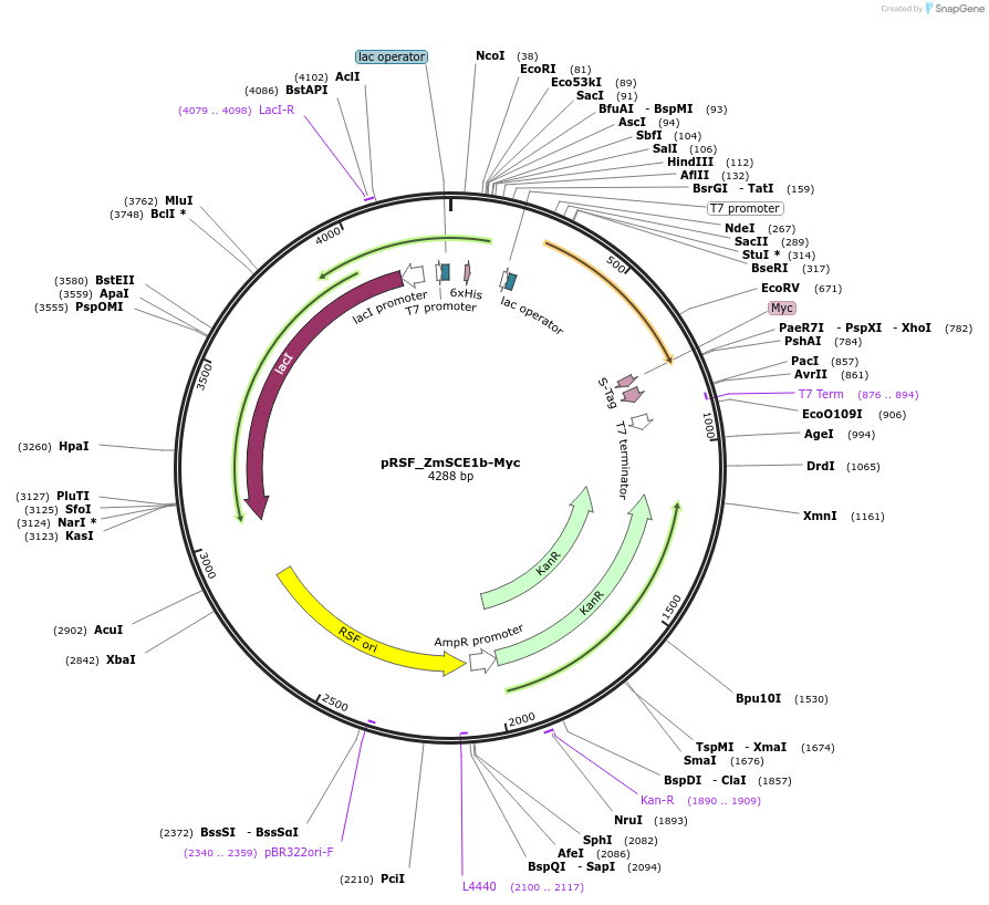 91930-plasmid-map-sequence-id-181736