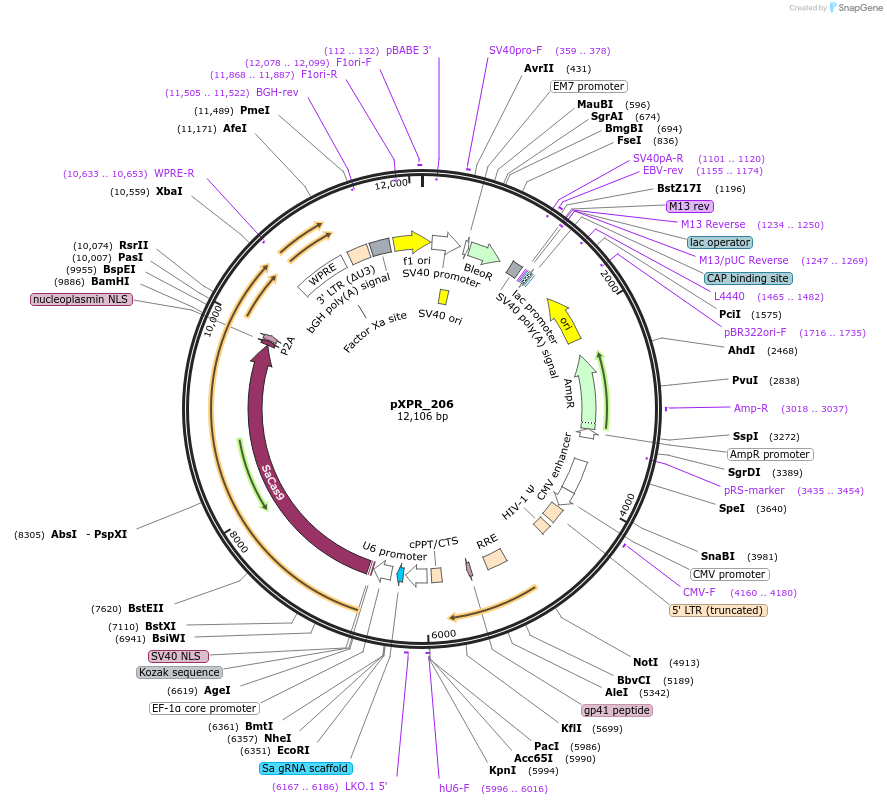 96920-plasmid-map-sequence-id-181737