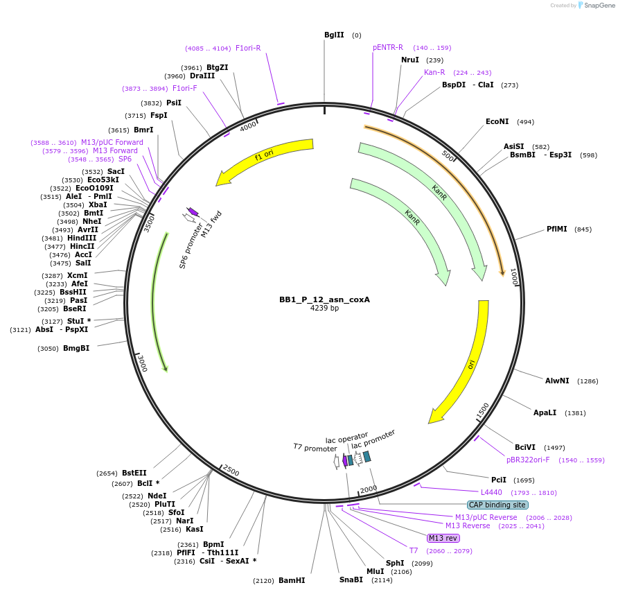 90290-plasmid-map-sequence-id-181739